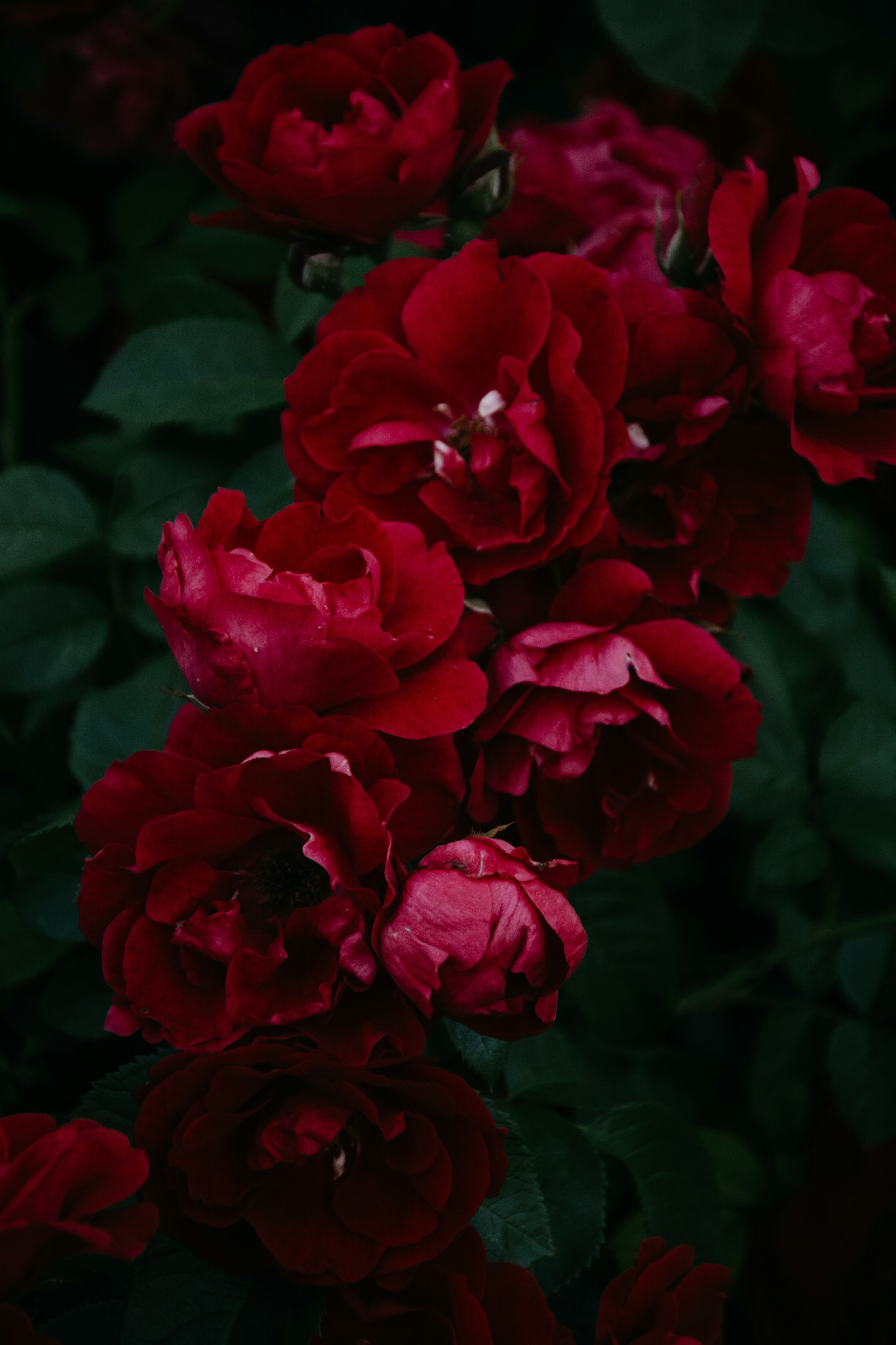 a bunch of red flowers with green leaves