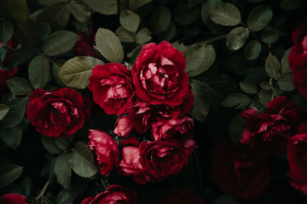 a bunch of red roses with green leaves
