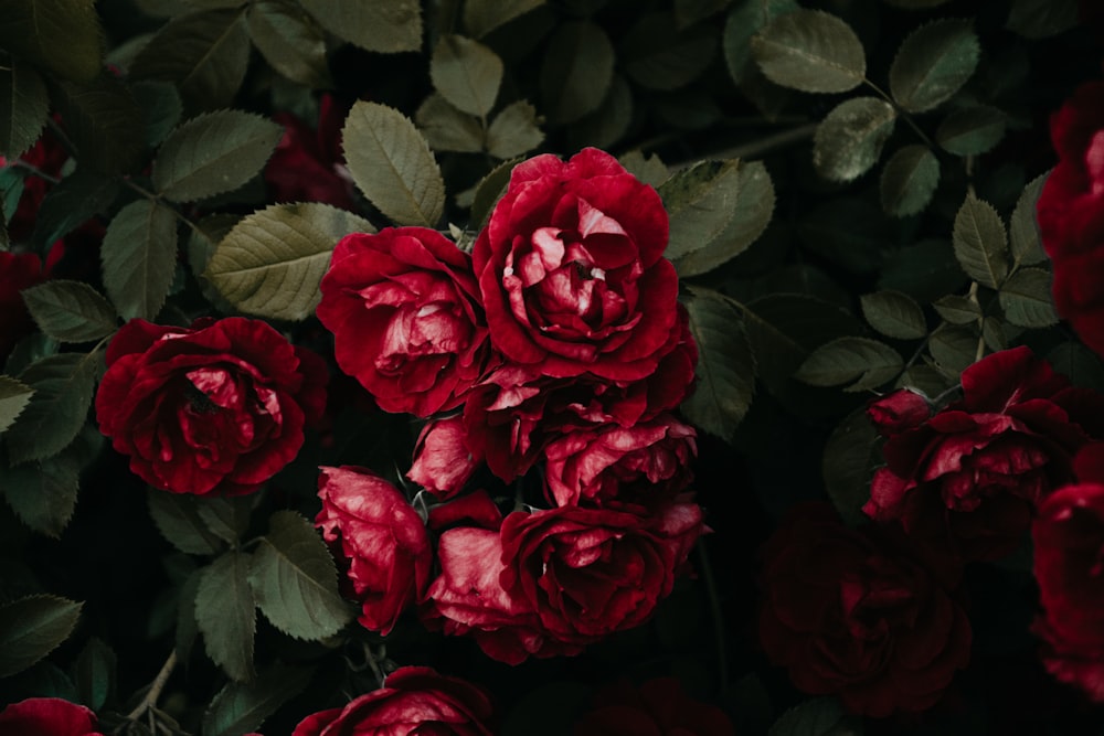 ein Strauß roter Rosen mit grünen Blättern