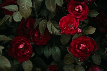 A collection of vibrant red roses surrounded by deep green leaves. The roses are in full bloom, showcasing their layered petals and rich color against a dark background.