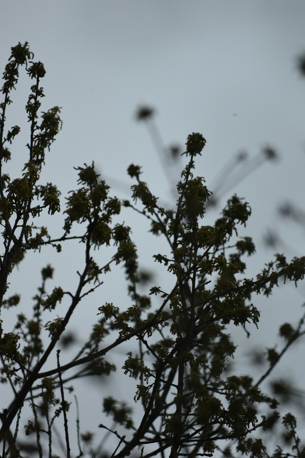 a bird sitting on top of a tree branch