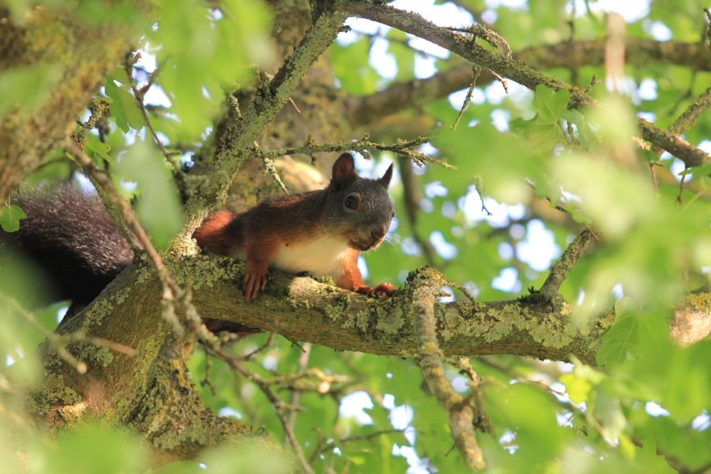 a squirrel sitting on a branch of a tree