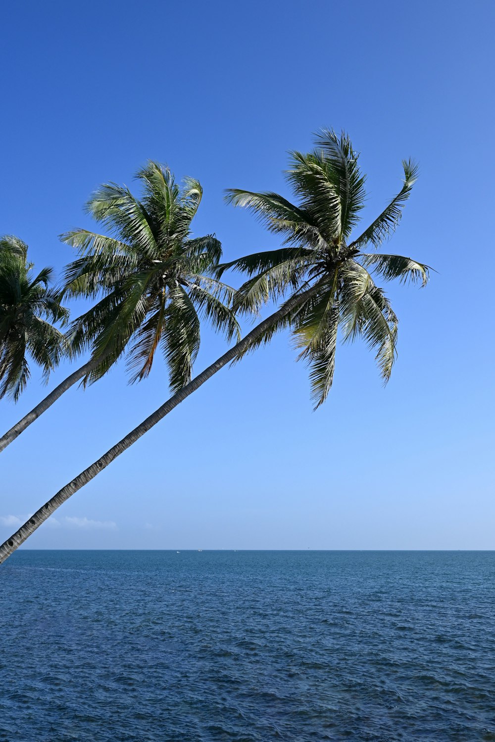 a couple of palm trees sitting on top of a beach