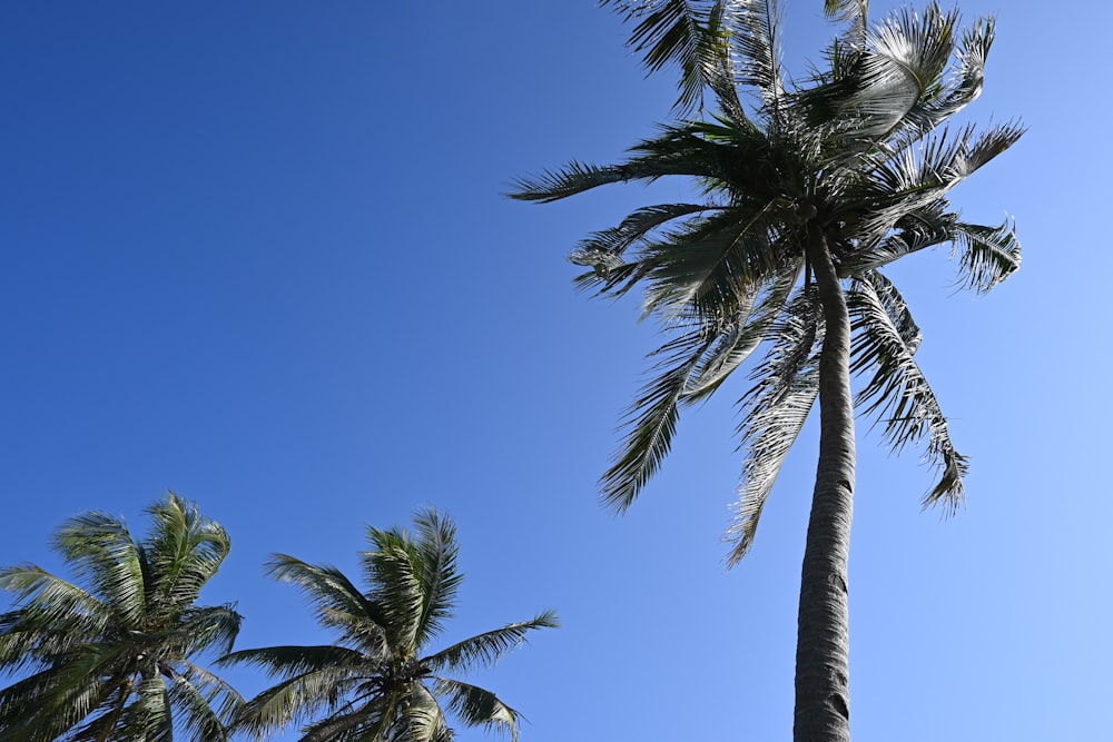 a tall palm tree with a blue sky in the background