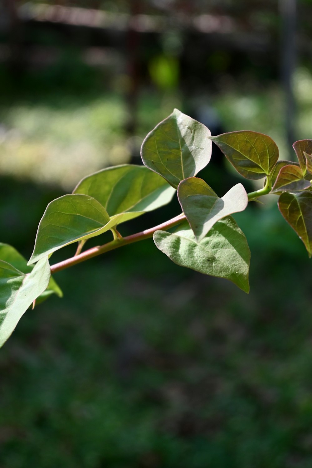 a branch of a tree with green leaves