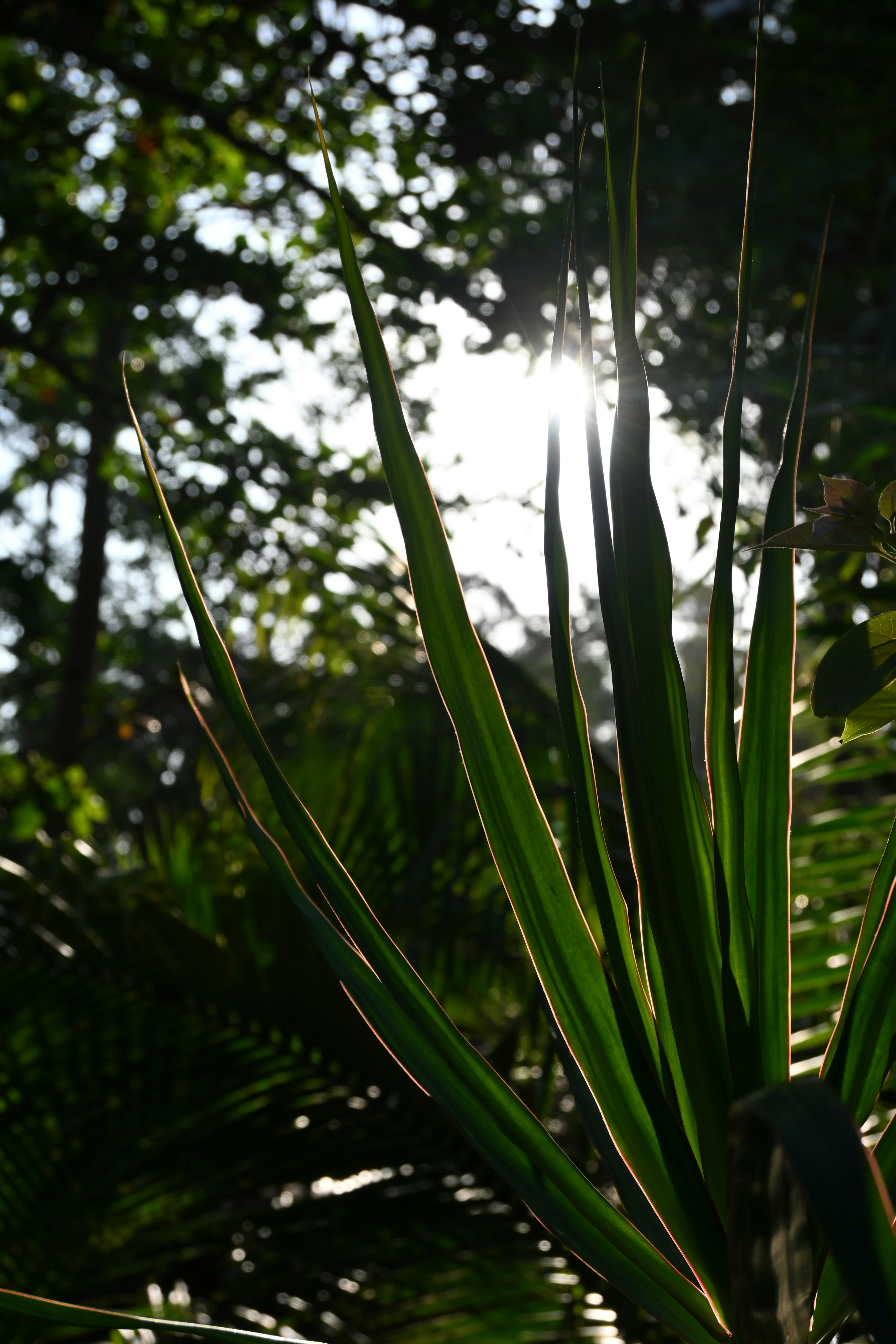 El sol brilla a través de las hojas de una palmera
