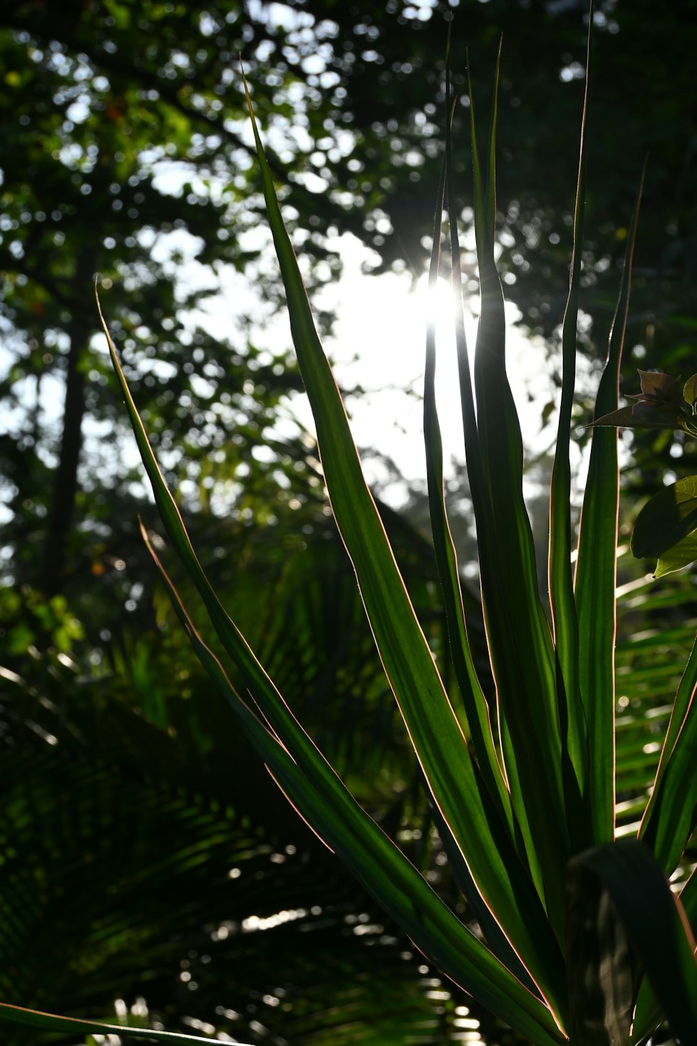 the sun shines through the leaves of a palm tree