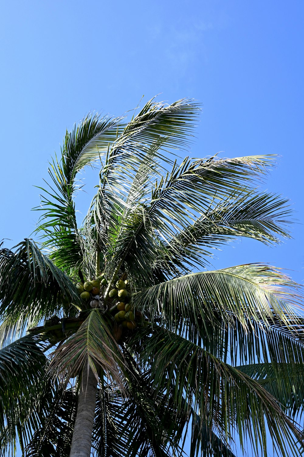 a palm tree with a bunch of fruit on it