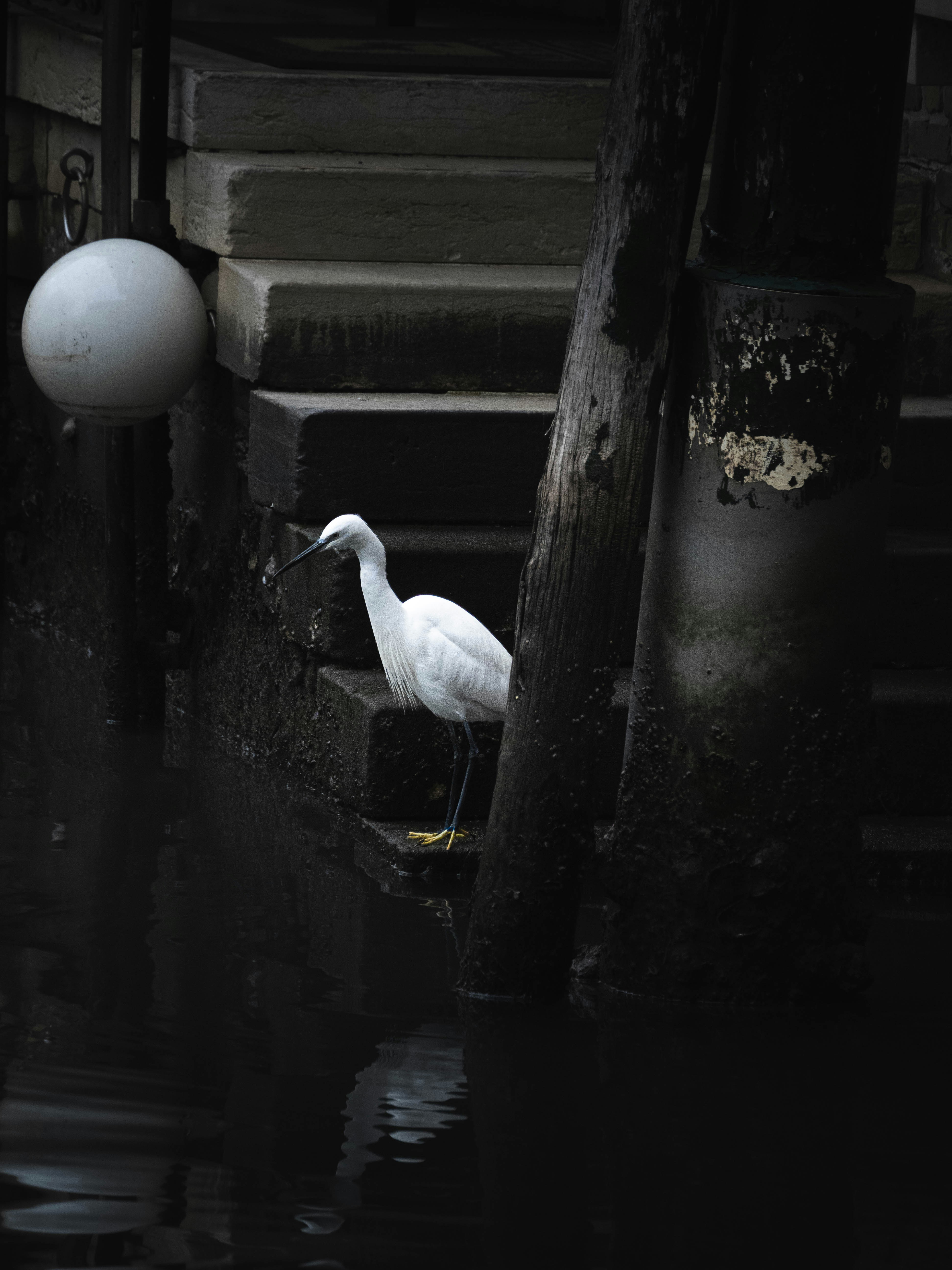 Un uccello bianco è in piedi nell'acqua