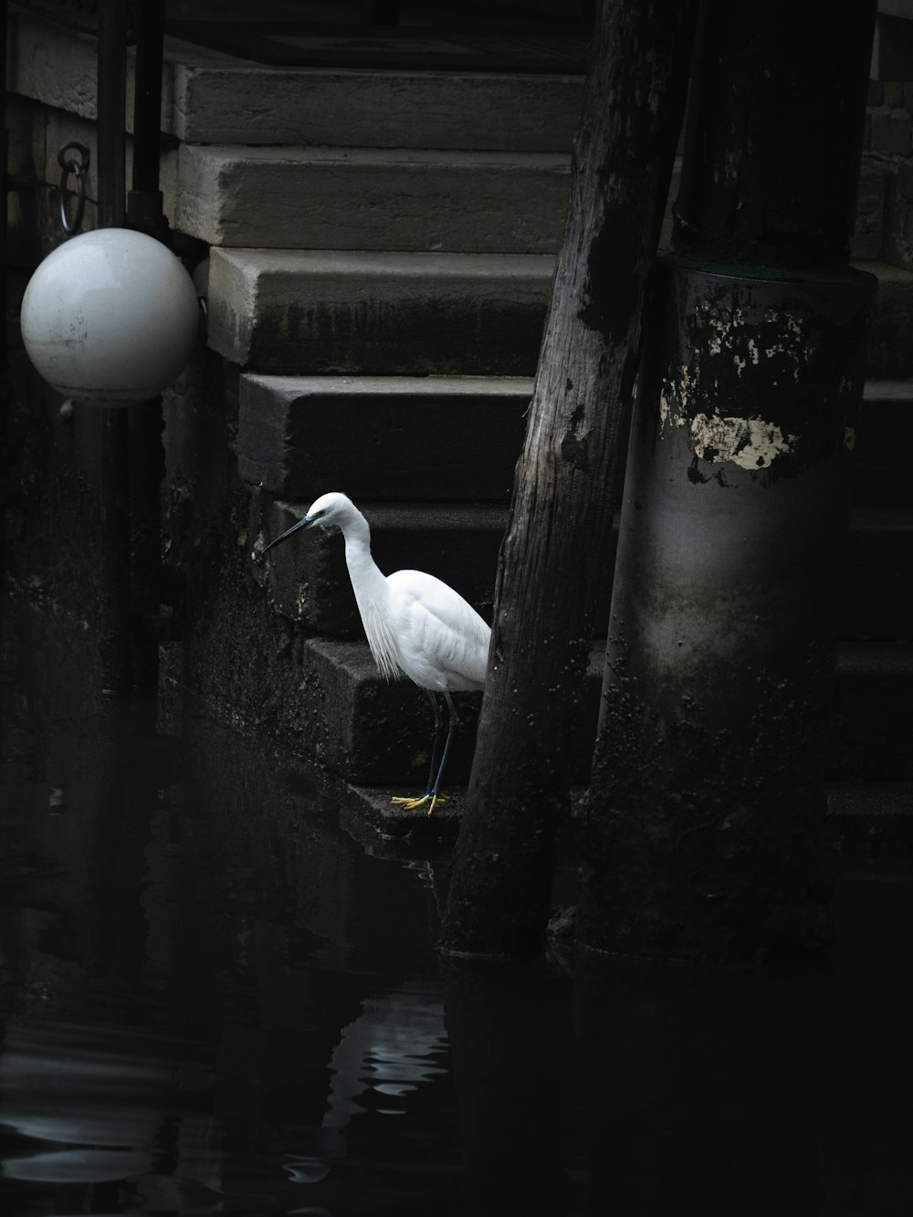 a white bird is standing in the water