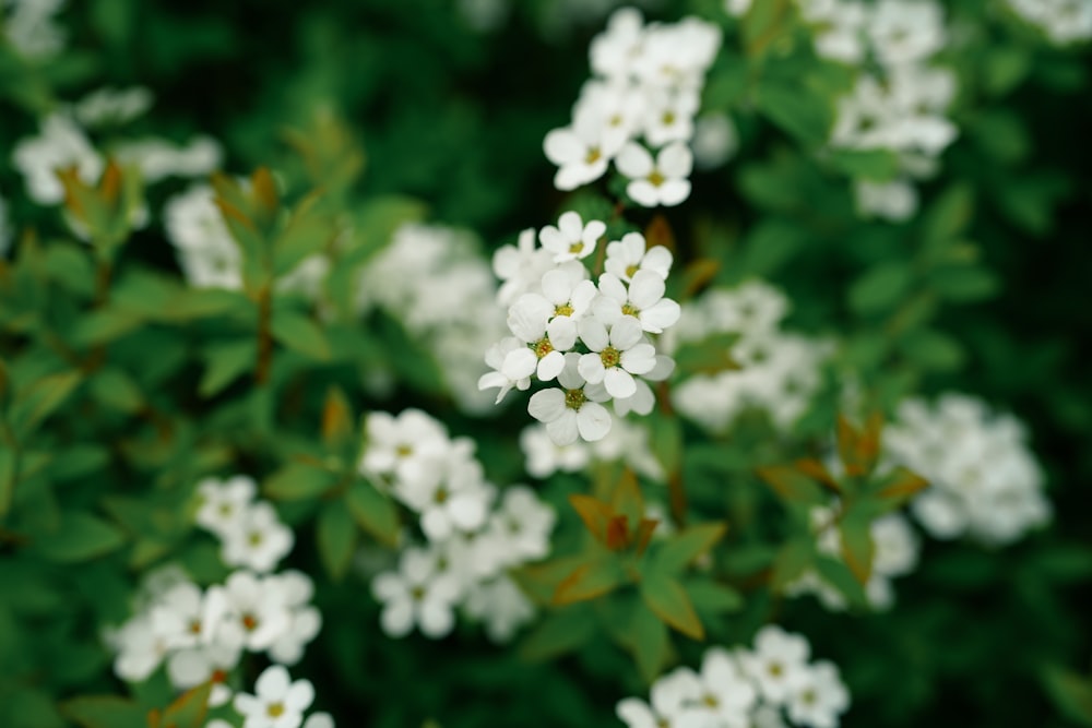 a bunch of white flowers with green leaves