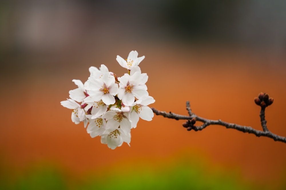 a branch of a tree with white flowers