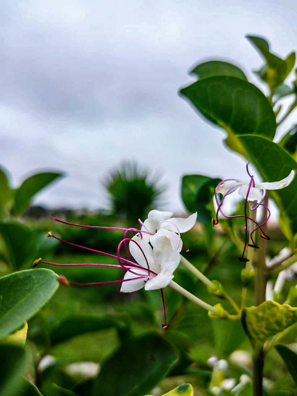 a close up of a flower on a plant