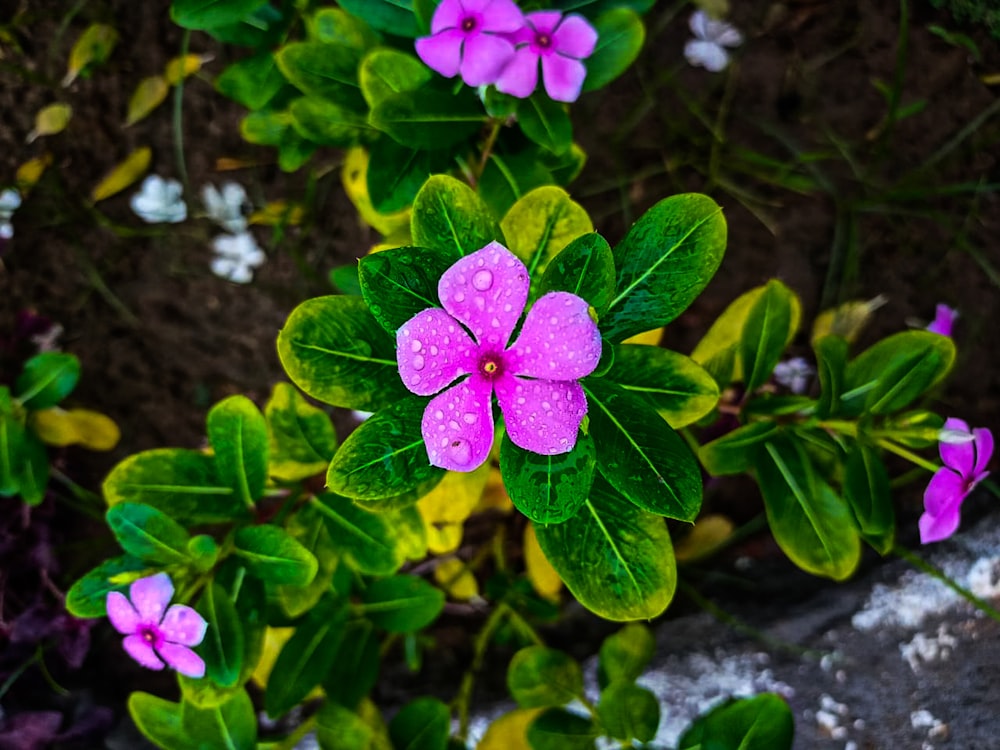 a close up of a flower with water droplets on it