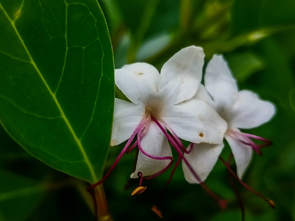 a close up of a white flower on a green leaf