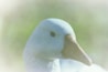 A close-up, soft-focused image of a white bird's head, featuring a prominent beak and visible eye. The background appears blurred and greenish, suggesting a natural environment.