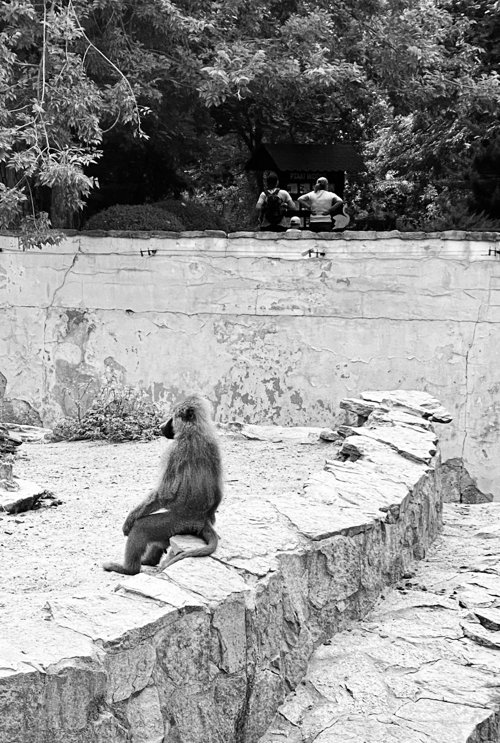 a monkey is sitting on a rock ledge