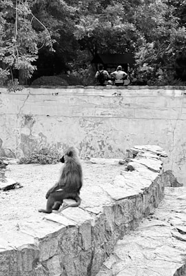 A baboon is sitting on a stone ledge in an outdoor enclosure. The animal is facing away, looking toward trees and bushes. There is a stone wall separating the baboon from a group of people standing and observing from a distance. The scene is depicted in black and white, adding a timeless and serene feeling.