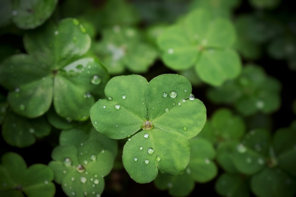 a group of four leaf clovers with water droplets on them