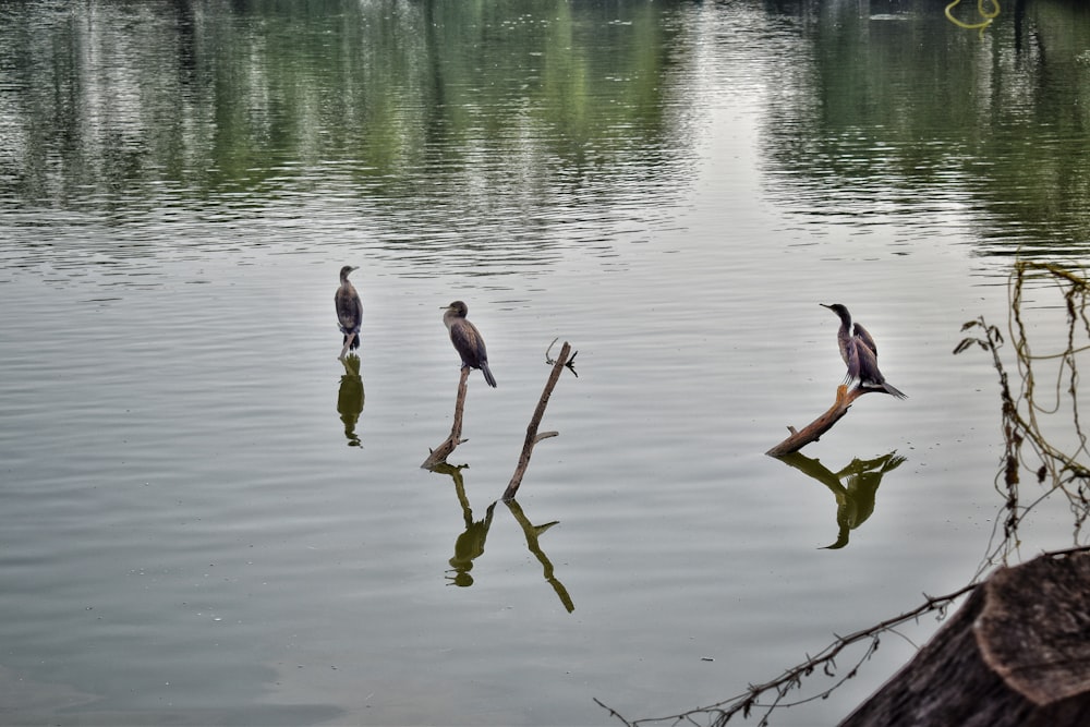 a group of birds sitting on top of a tree branch in the water