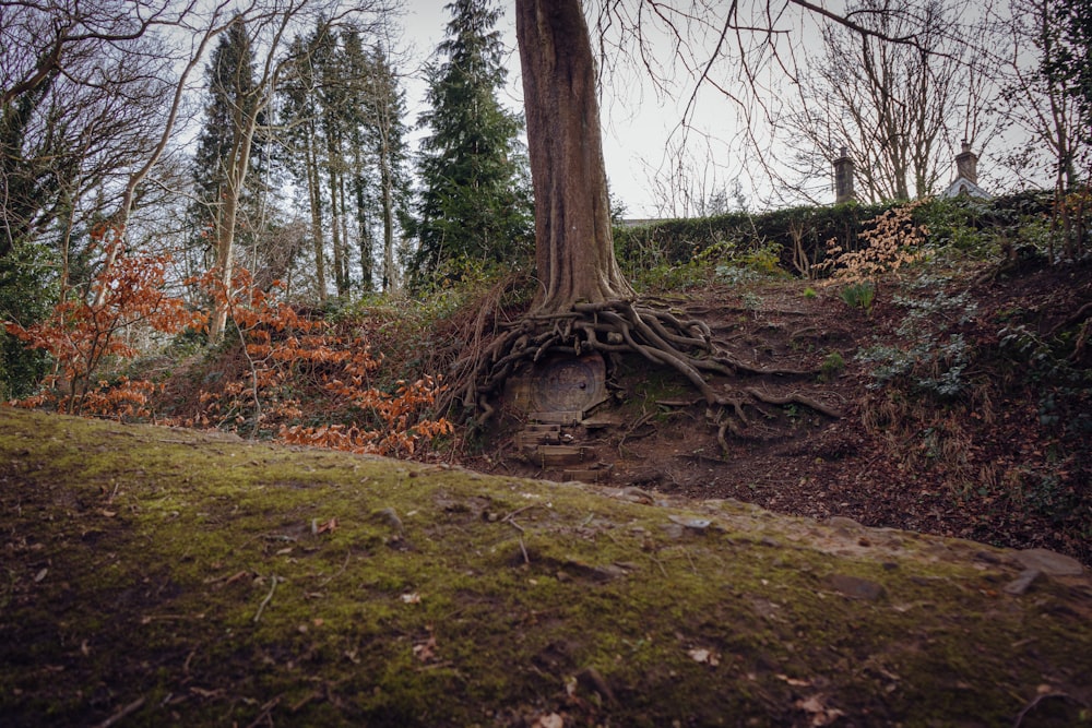 Ein Baum, der aus dem Boden gewachsen ist