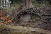 A large, intricate tree with exposed roots covers a small, circular door embedded into the earthy forest floor. The door is carved with swirling patterns, resembling something out of a fantasy tale. The scene is surrounded by dense foliage and underbrush, creating a mystical and secluded forest atmosphere.