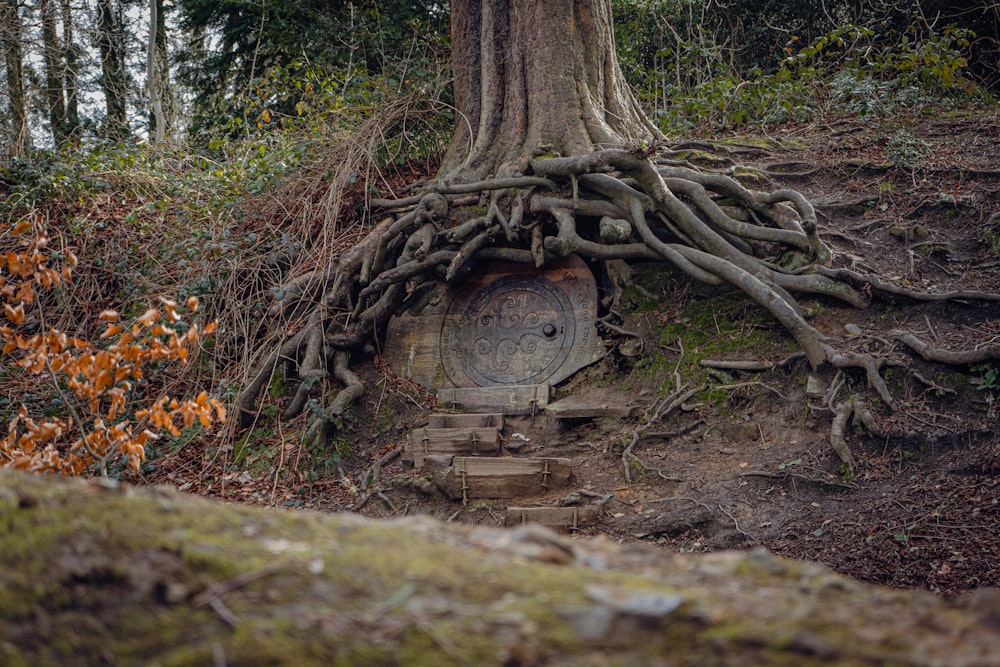 a tree that has grown over a hobb in the woods