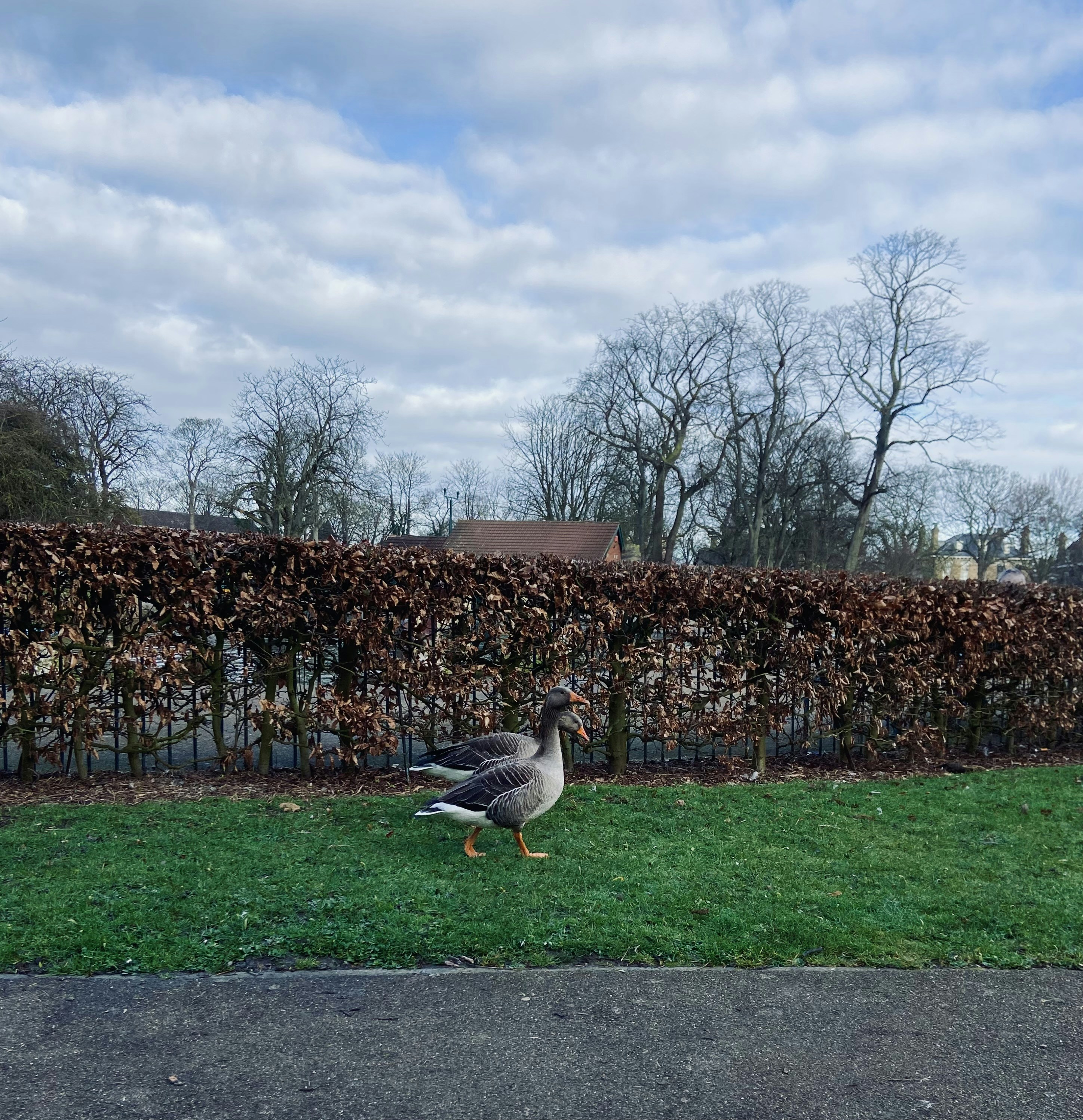 a bird walking in the grass near a fence