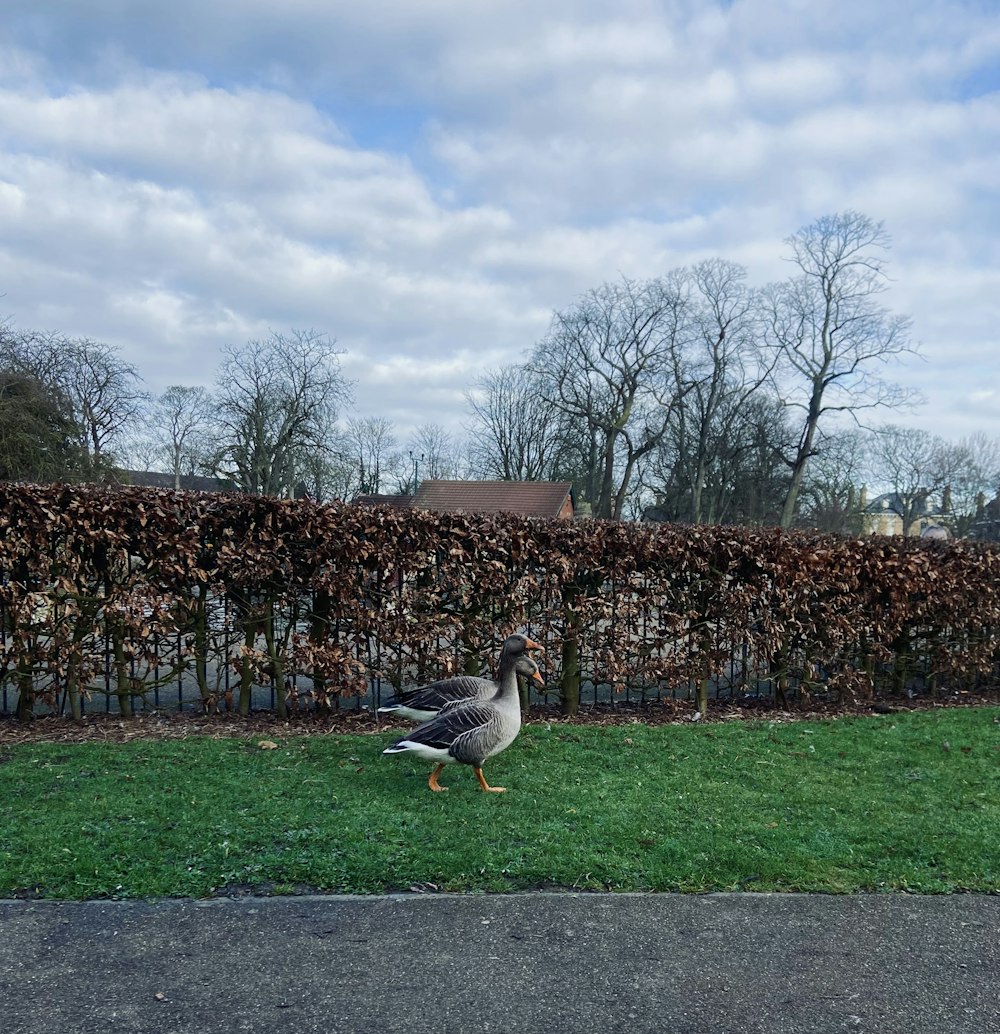 a bird walking in the grass near a fence