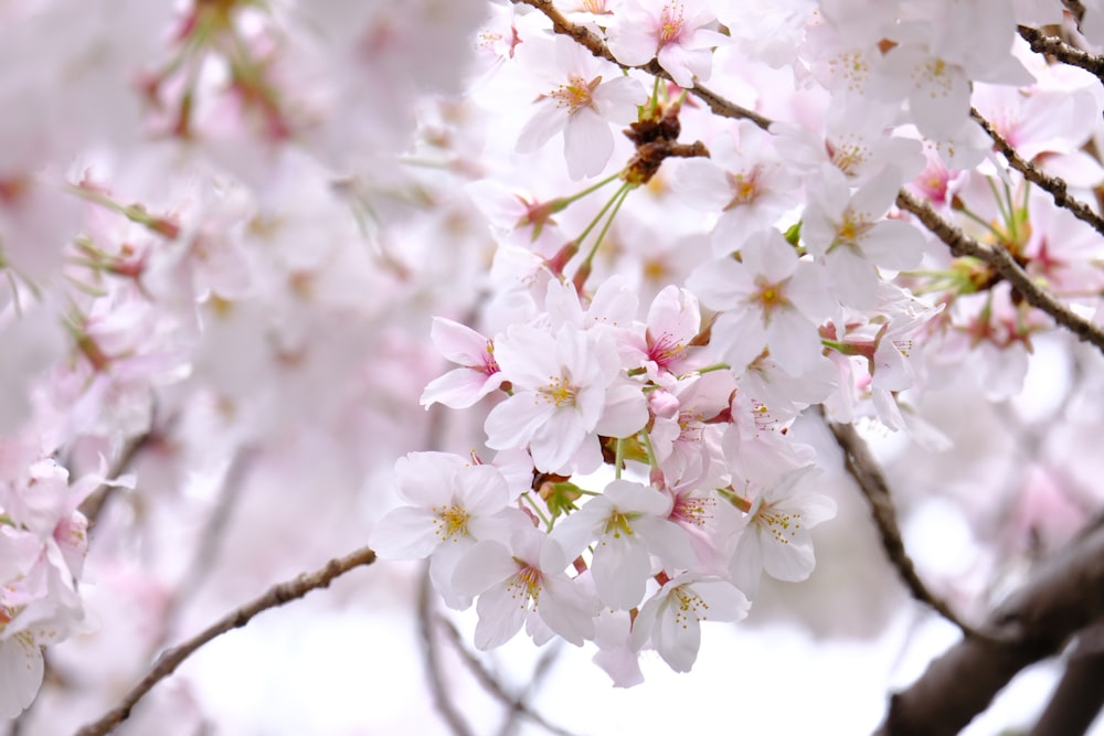 a close up of a bunch of flowers on a tree