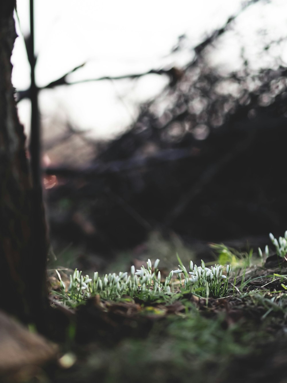 a close up of some grass near a tree