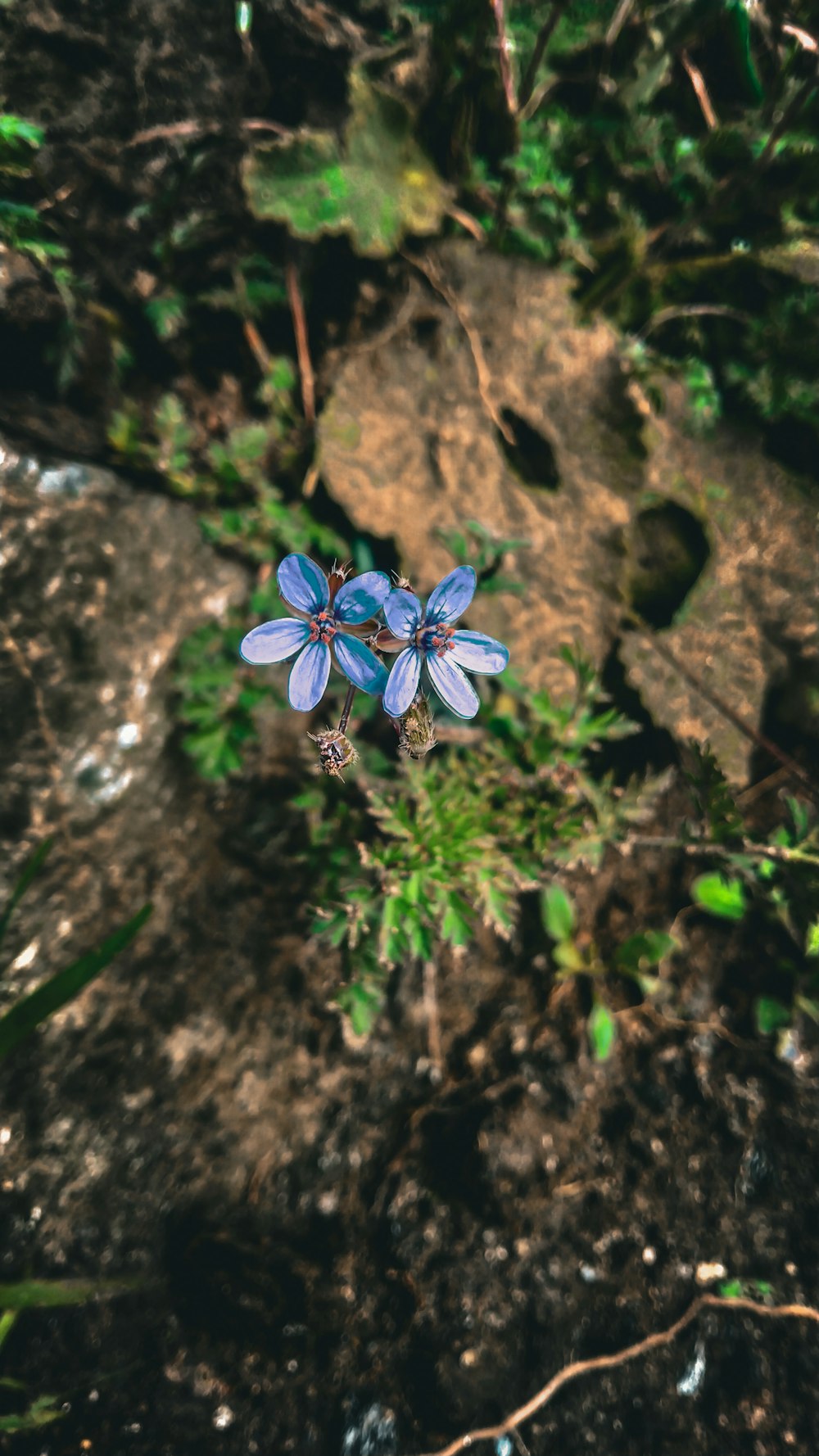 a small blue flower sitting on top of a lush green field