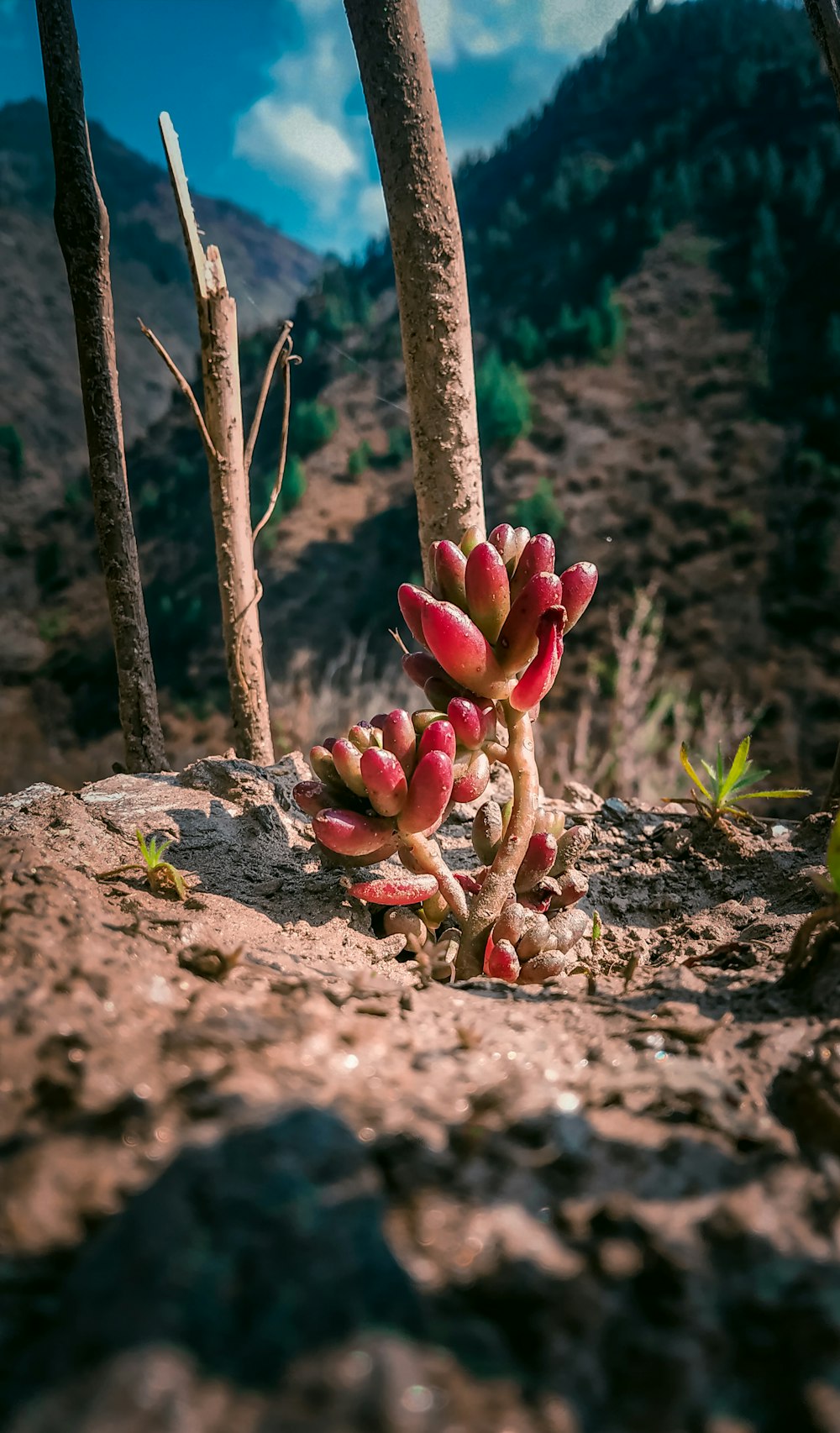a group of small red flowers growing out of the ground