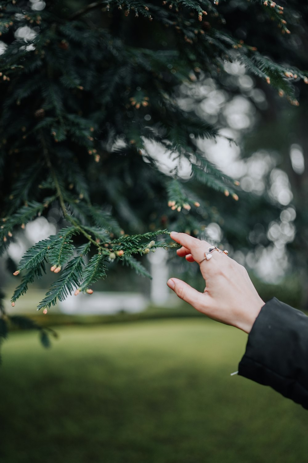 a woman's hand reaching for a pine tree