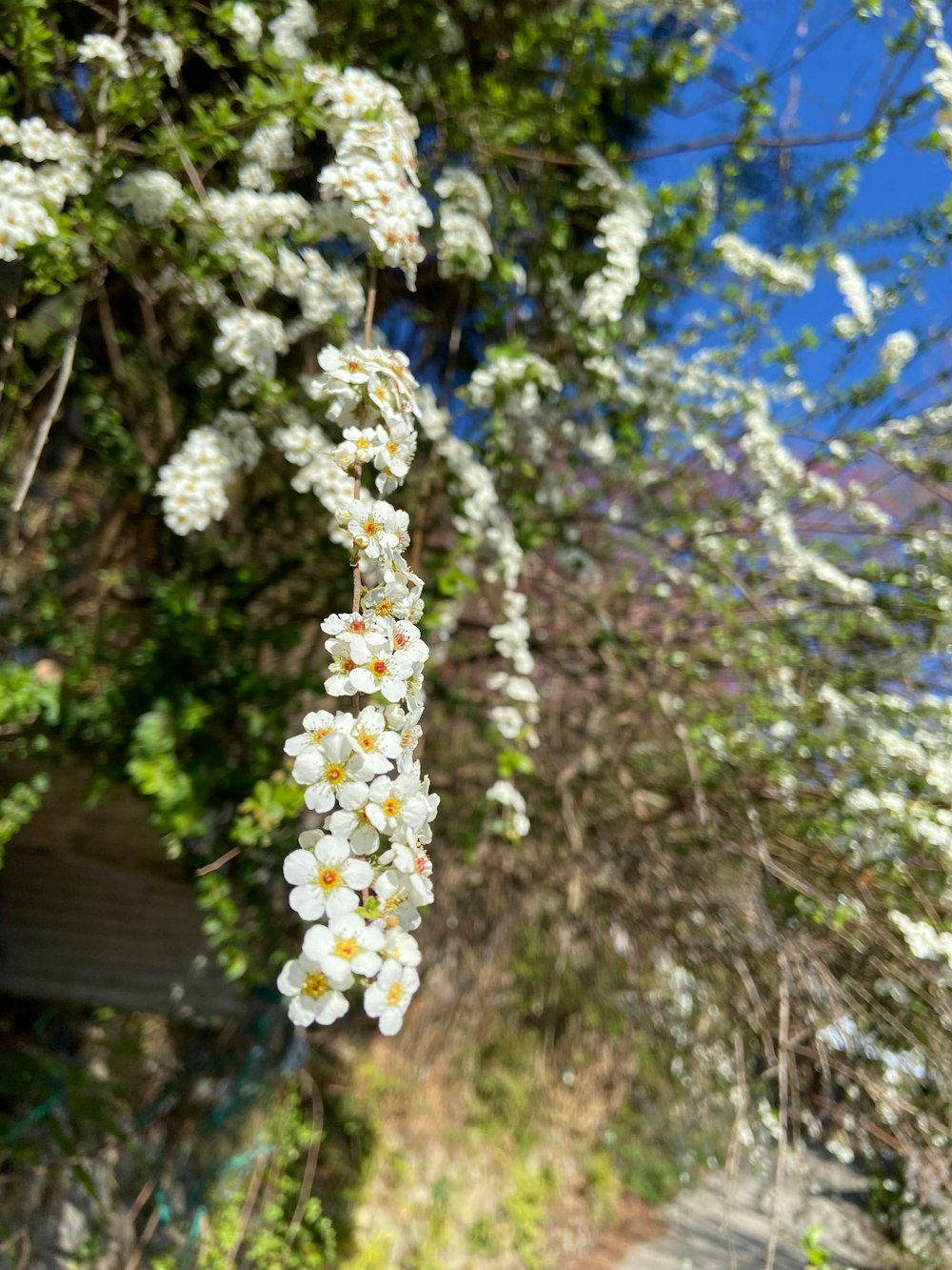 un bouquet de fleurs blanches suspendues à un arbre