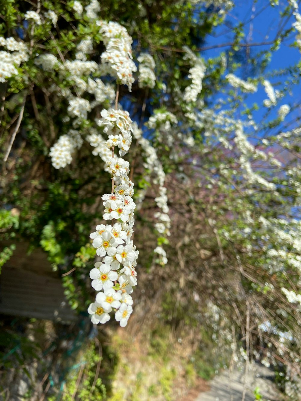 um ramo de flores brancas penduradas em uma árvore
