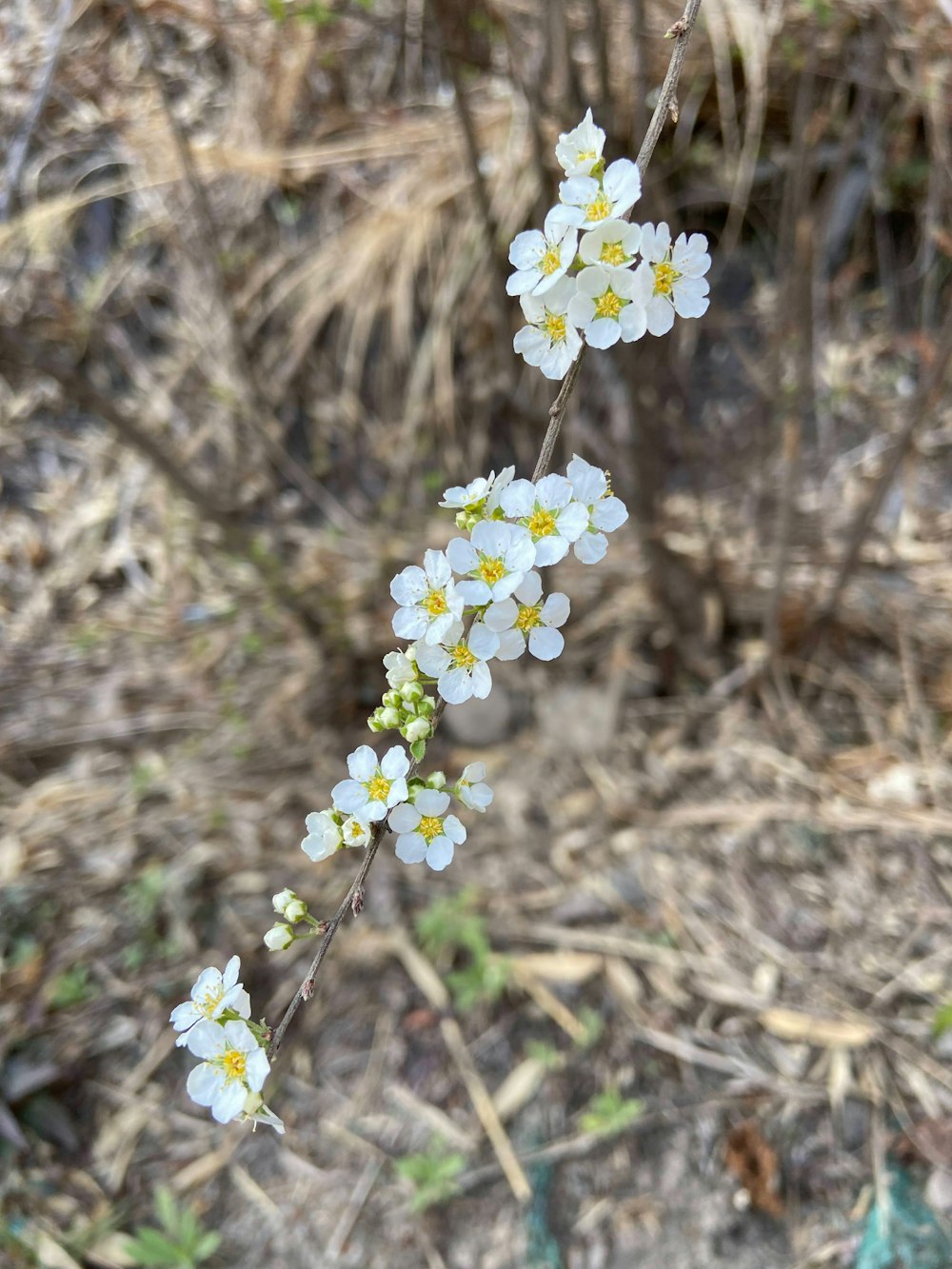 un mazzo di fiori bianchi che sono su un ramo