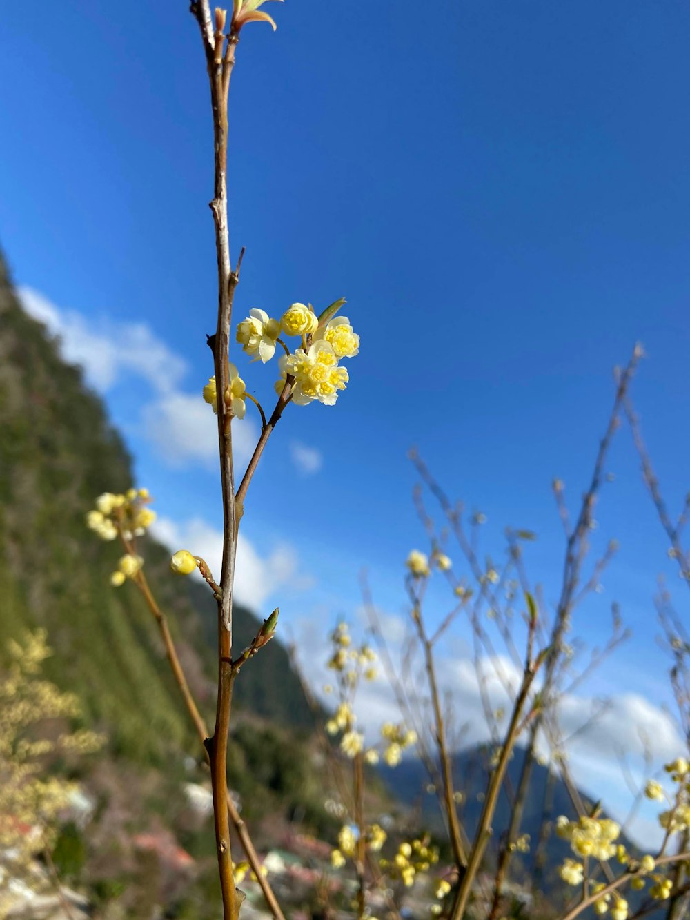 uma planta com flores amarelas em um dia ensolarado