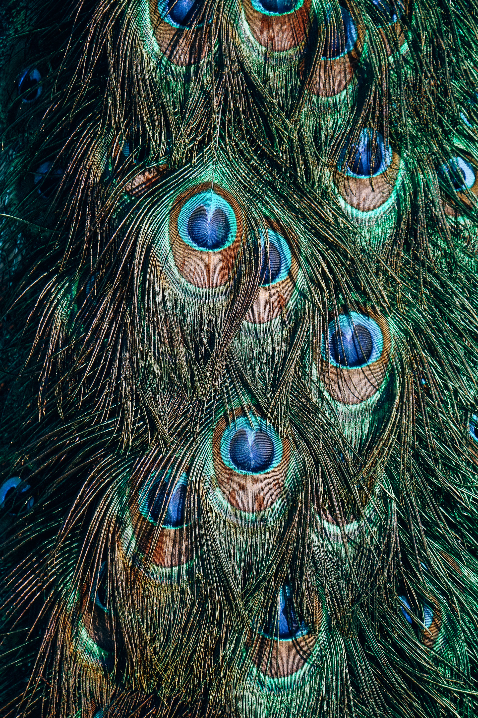 a close up view of a peacock's feathers
