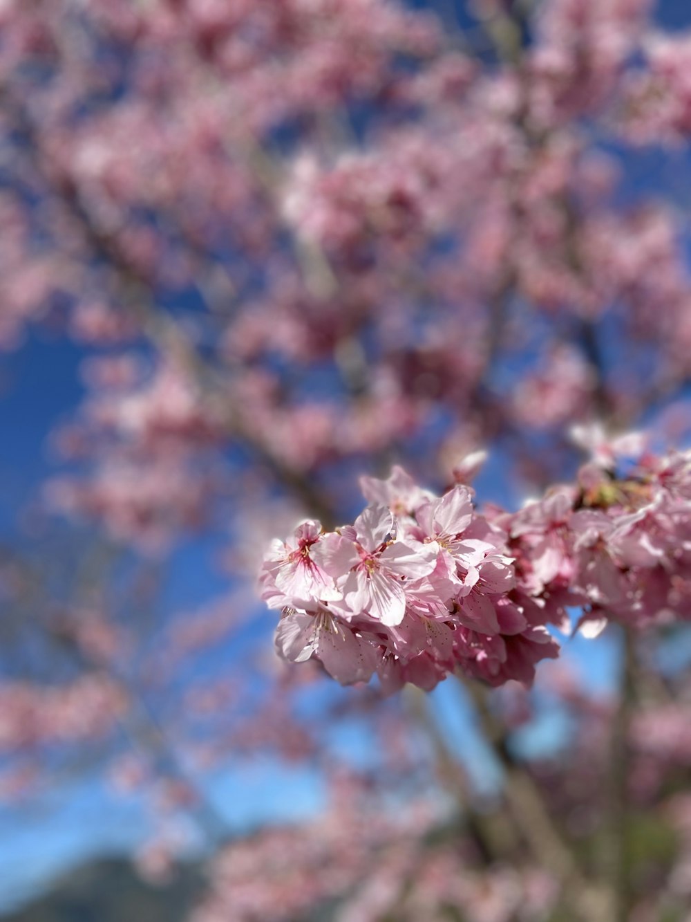 a close up of a tree with pink flowers