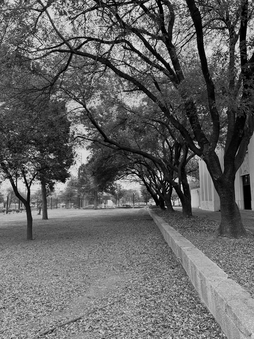 a black and white photo of trees and a building