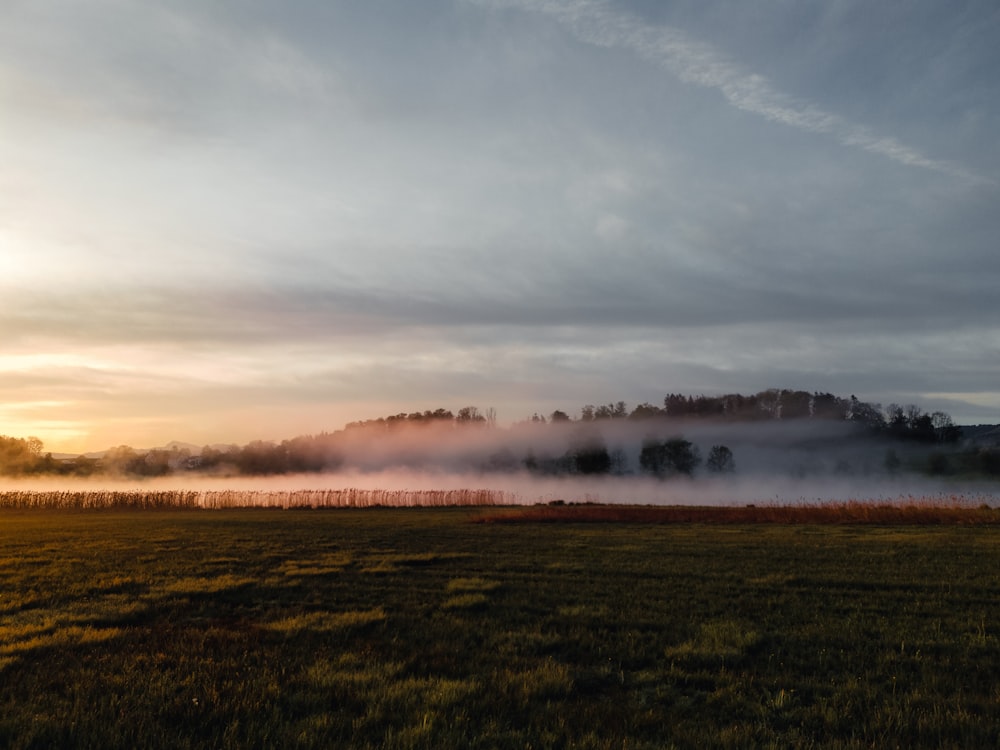 a foggy field with trees in the distance