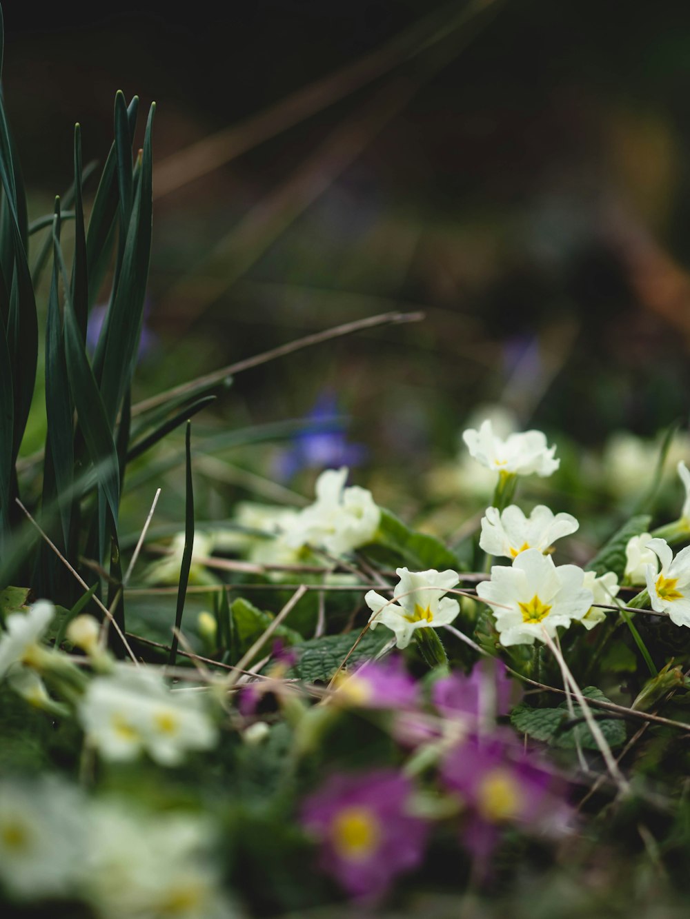 a bunch of flowers that are in the grass