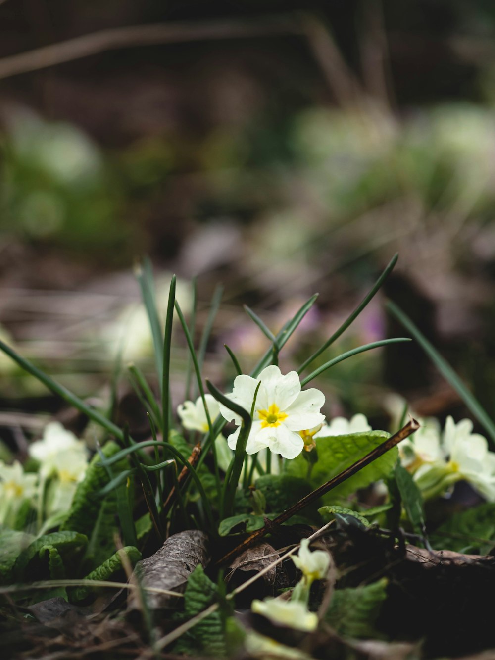 a small white flower sitting on top of a lush green field