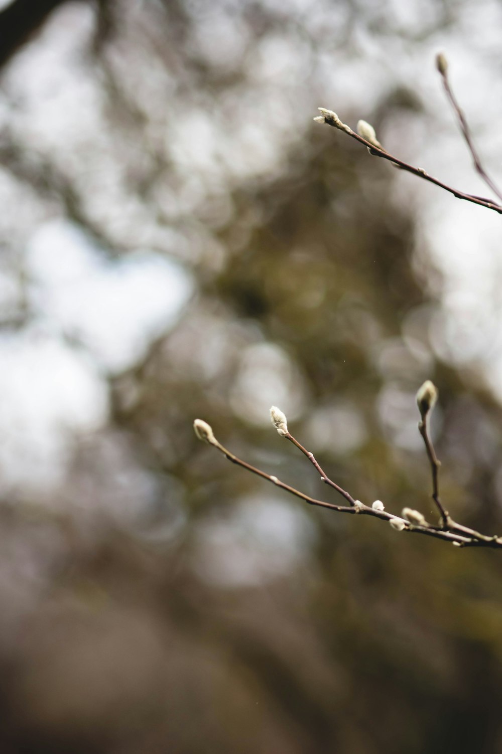 a small bird perched on a branch of a tree