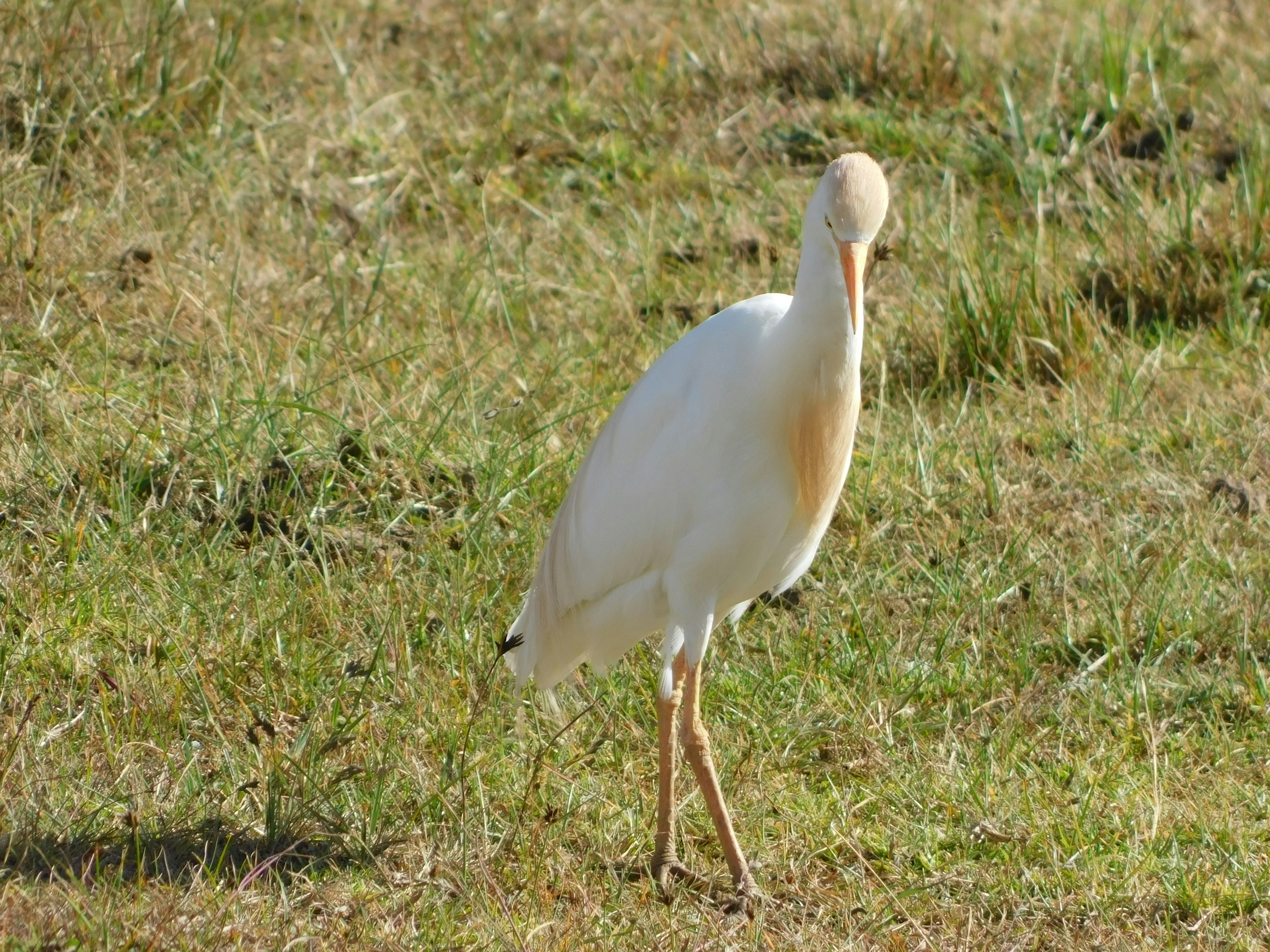 egret