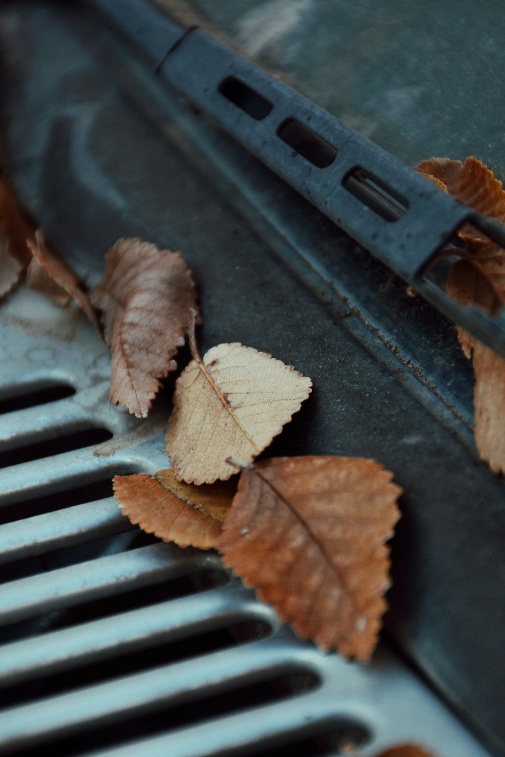 a close up of leaves on the grill of a car