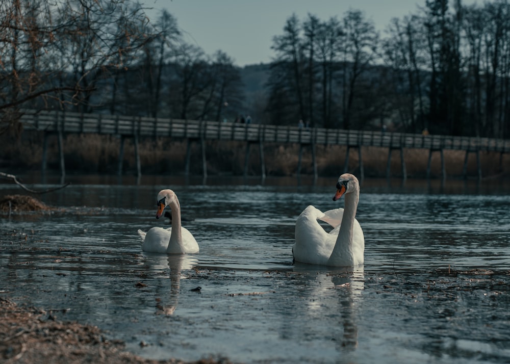 dois cisnes brancos nadando em um corpo de água