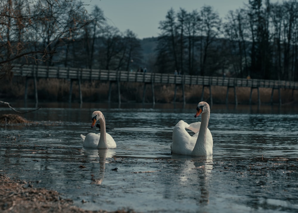 two white swans swimming in a body of water