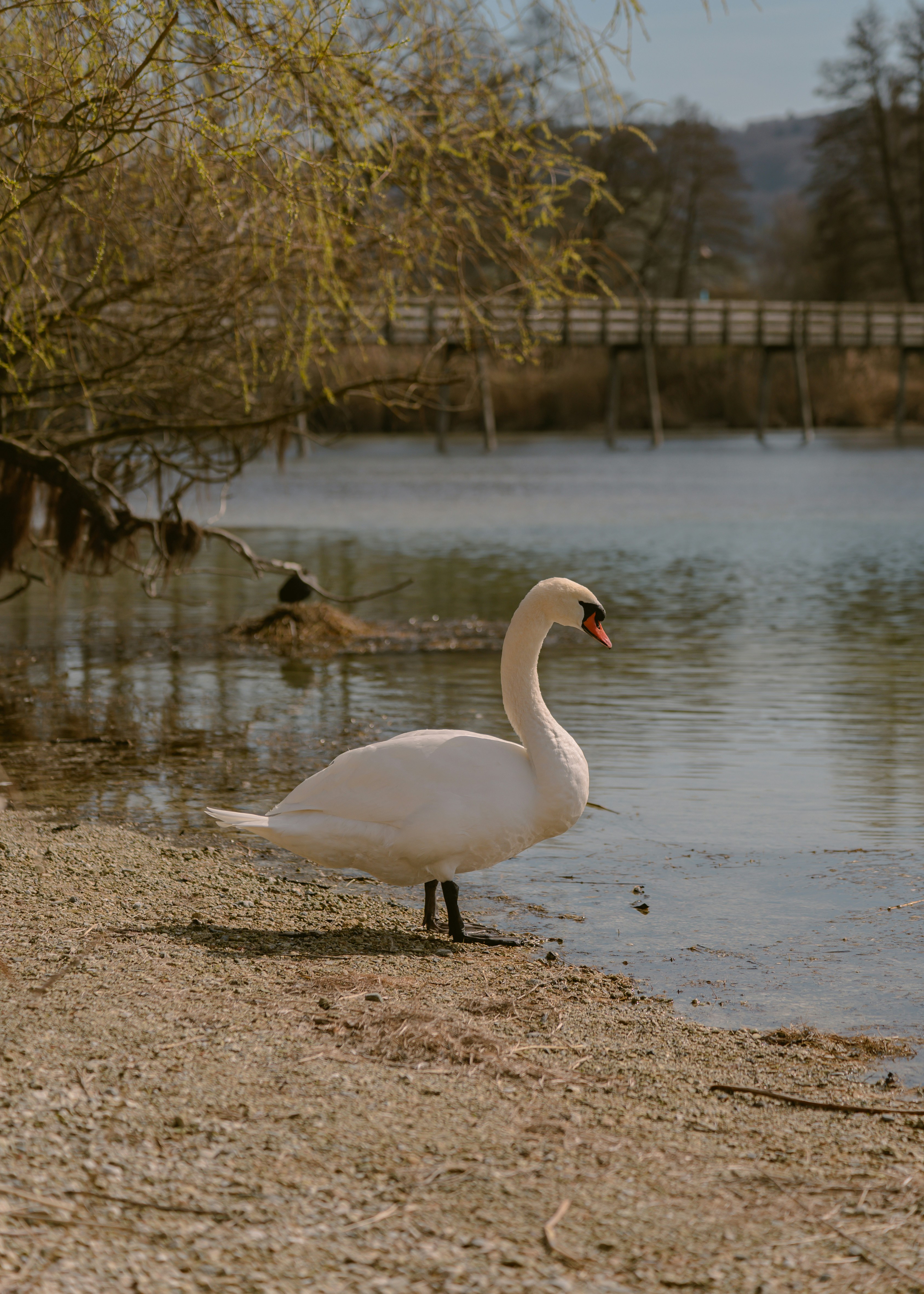 A white swan standing on the shore of a lake